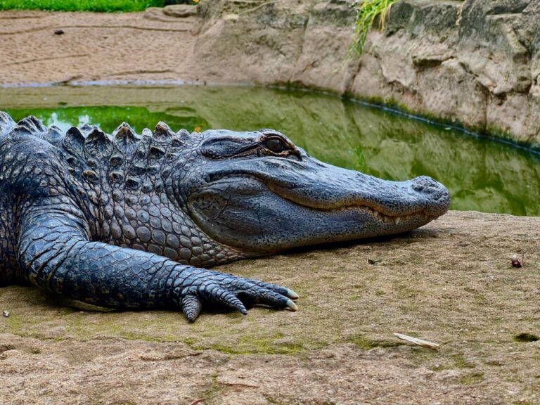 Reptile resting beside water at Dragon Rock