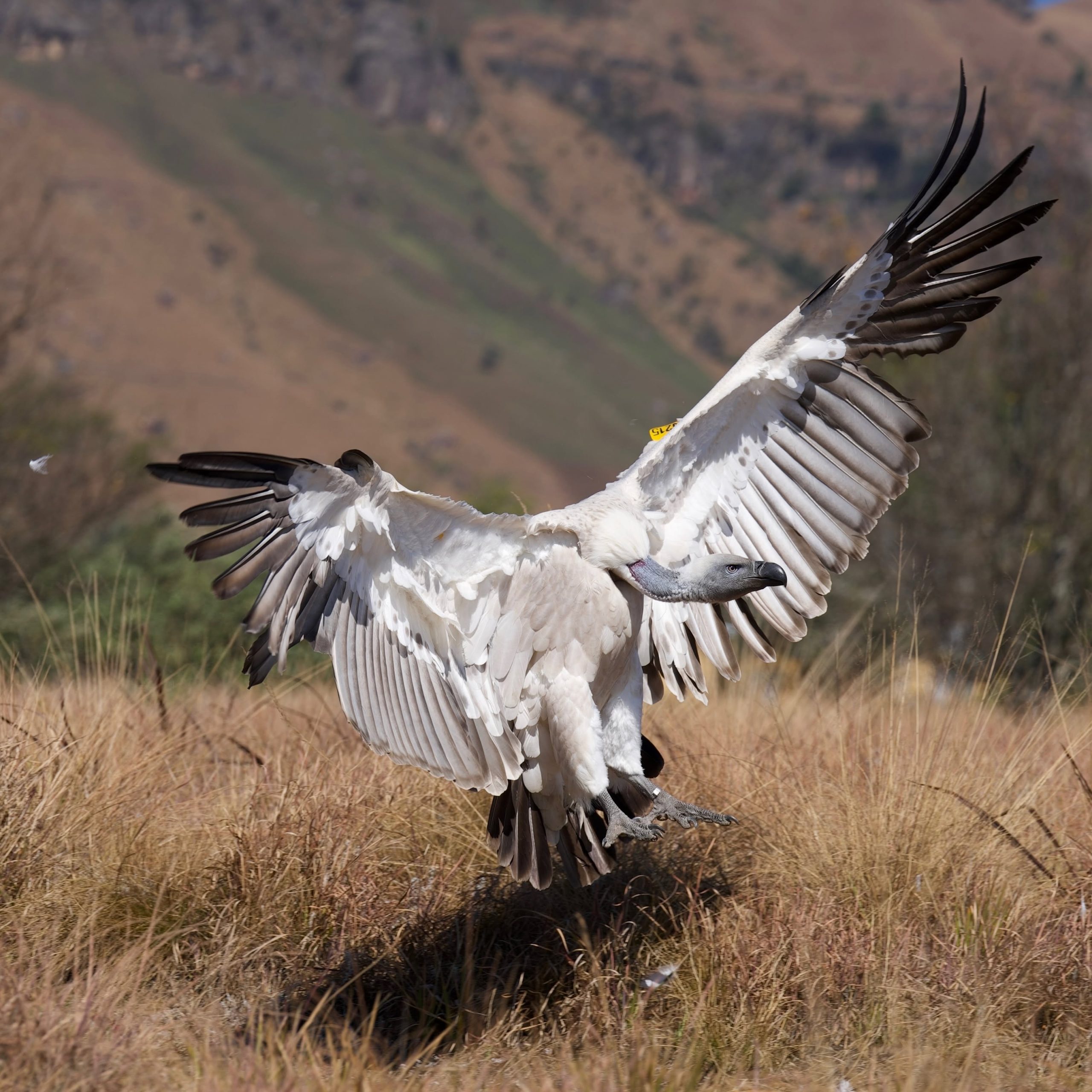 Vulture landing in grassland with Drakensberg foothills behind