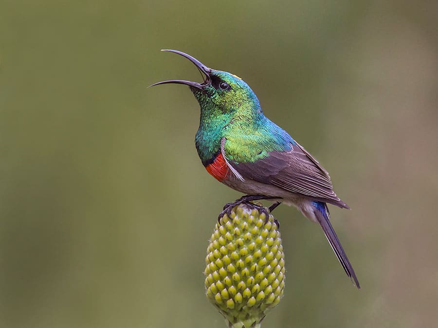 A double-collared sunbird