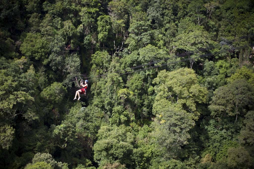 Zipliner crossing dense indigenous forest canopy