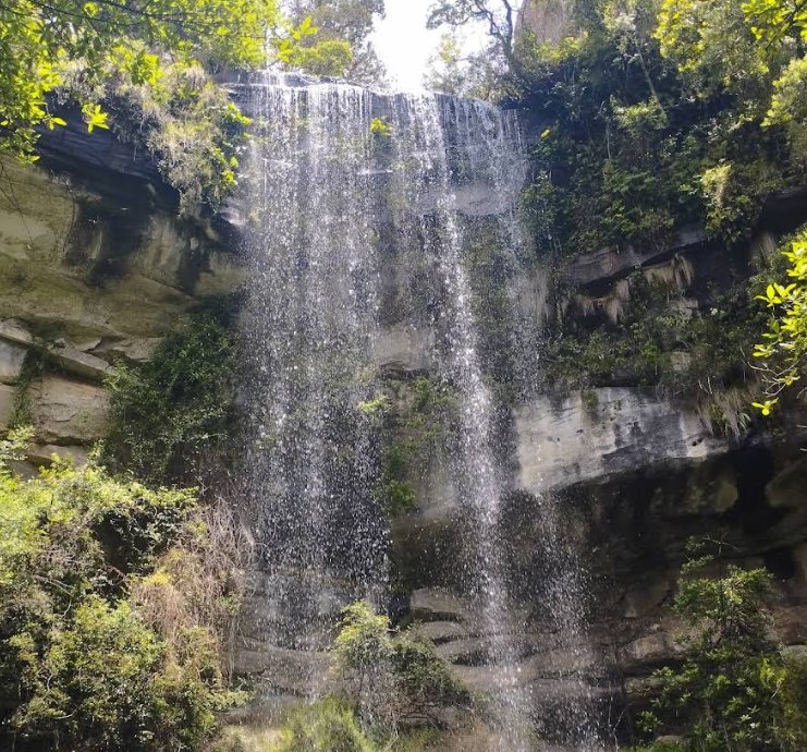 A waterfall tucked into indigenous forest